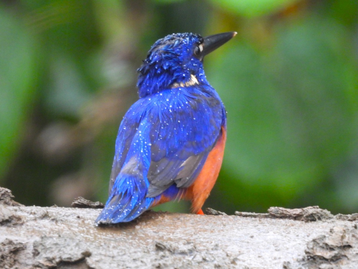 Azure Kingfisher - ML645975940