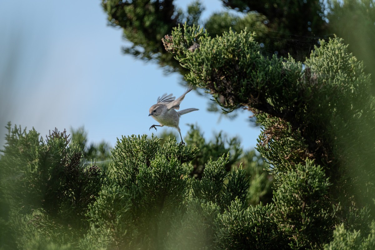 Bushtit - ML645975941