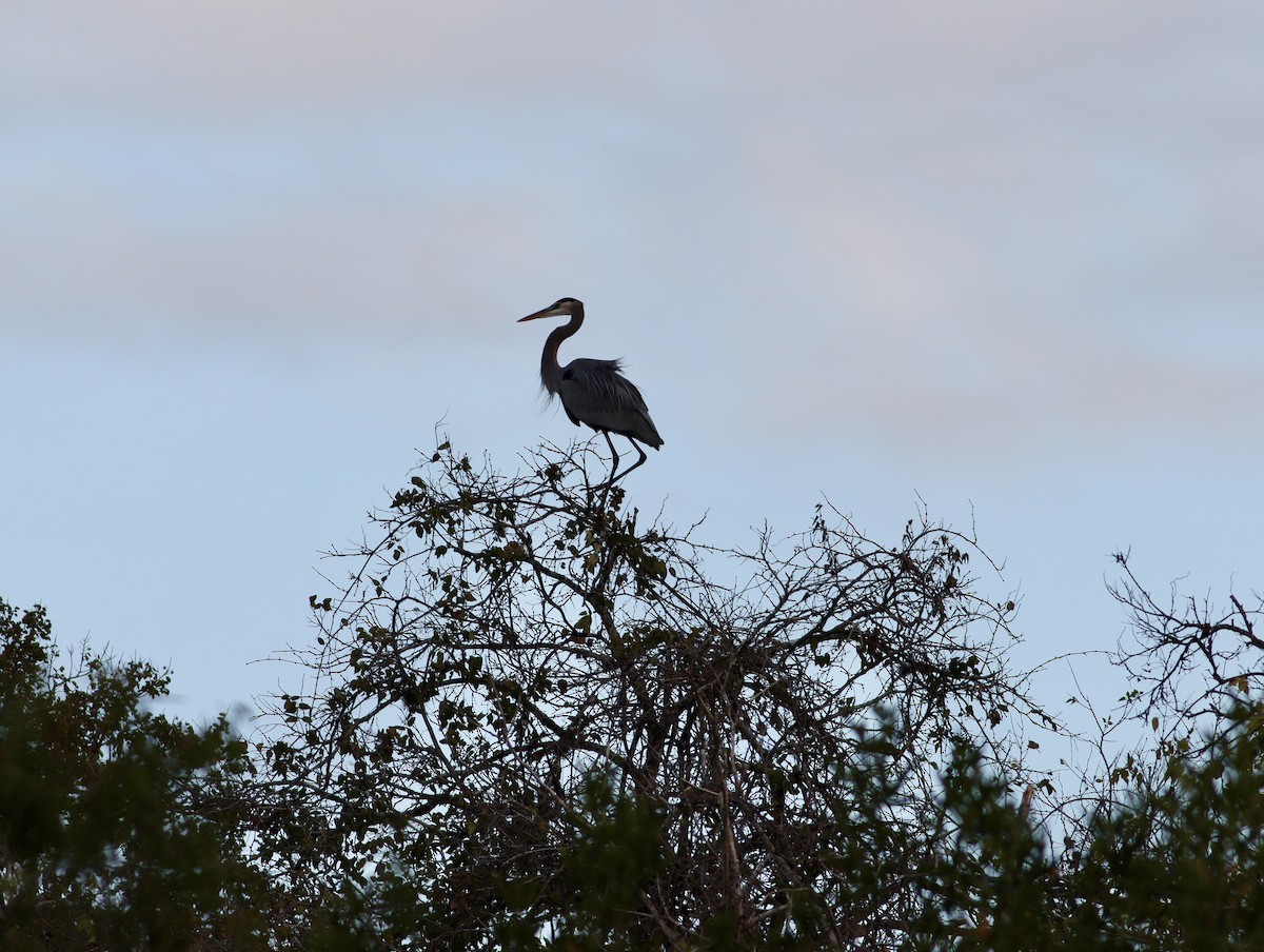 Great Blue Heron - ML645975943