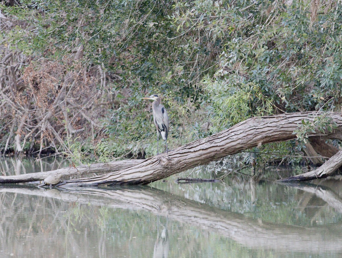 Great Blue Heron - ML645975944