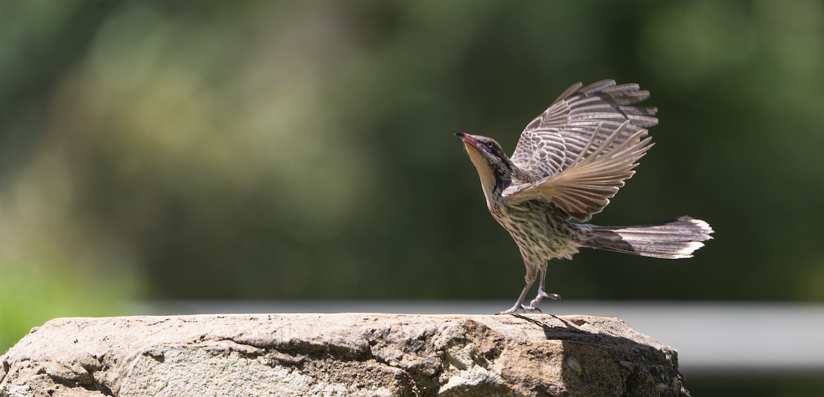 Diken Yanaklı Balkuşu - ML645975946