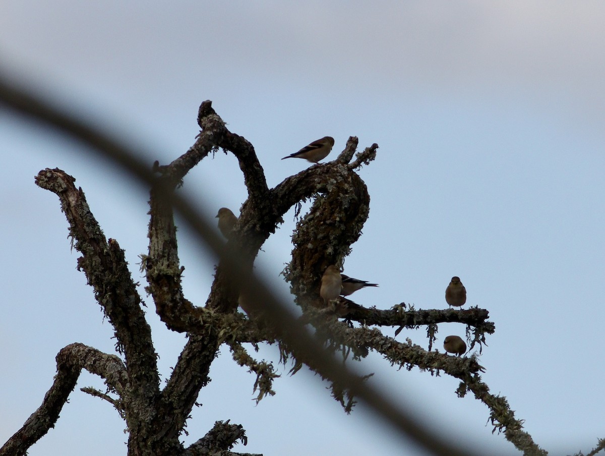 čížek žlutý - ML645975950