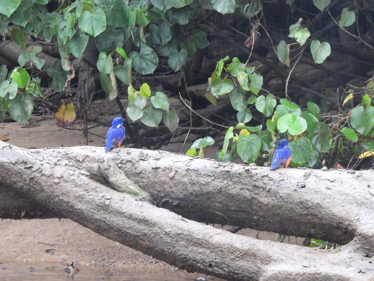 Azure Kingfisher - ML645975958