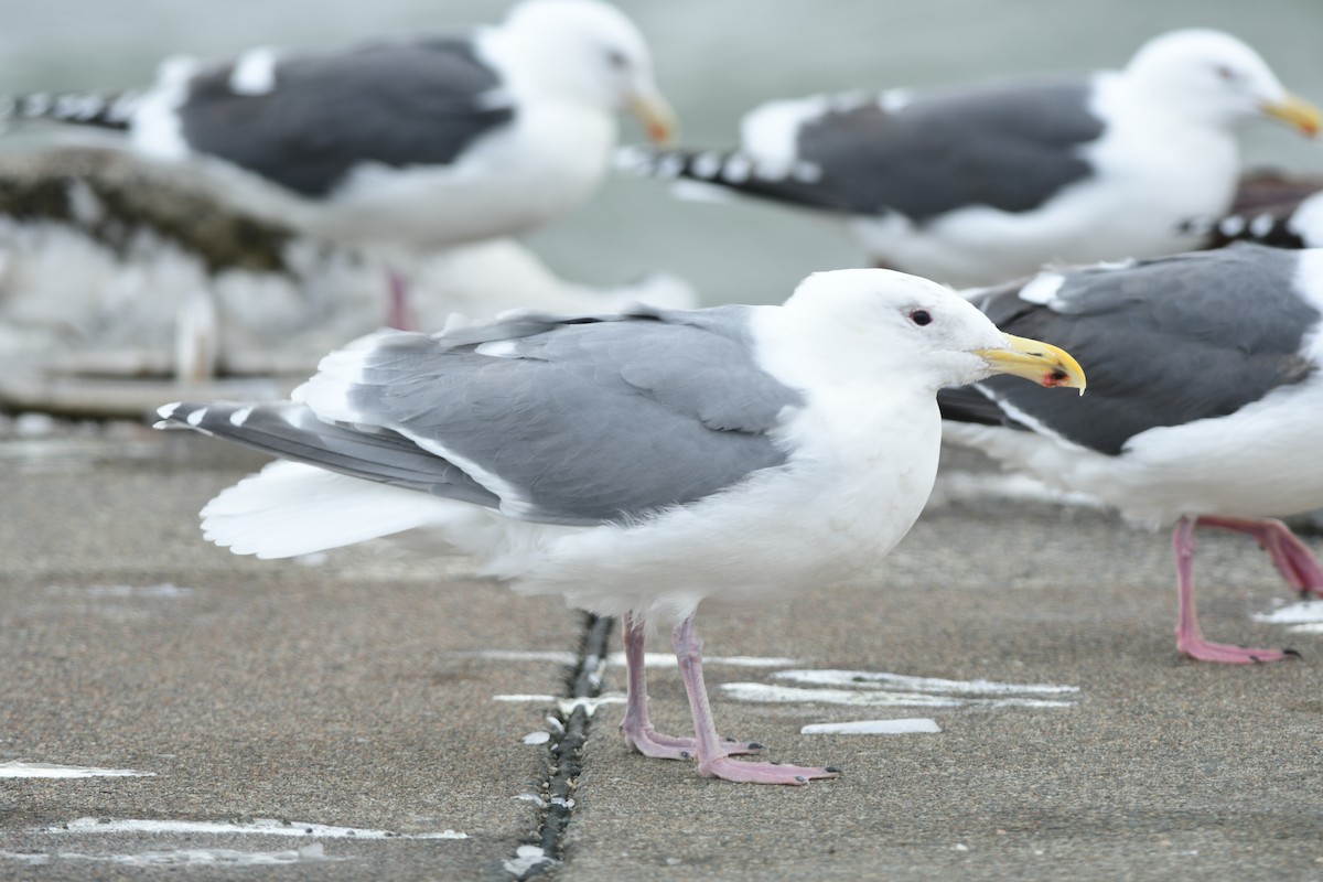 Glaucous-winged Gull - ML645975962