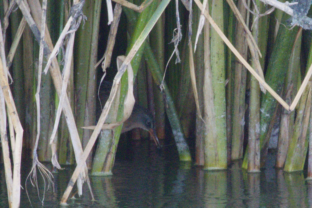 Virginia Rail - ML645975963