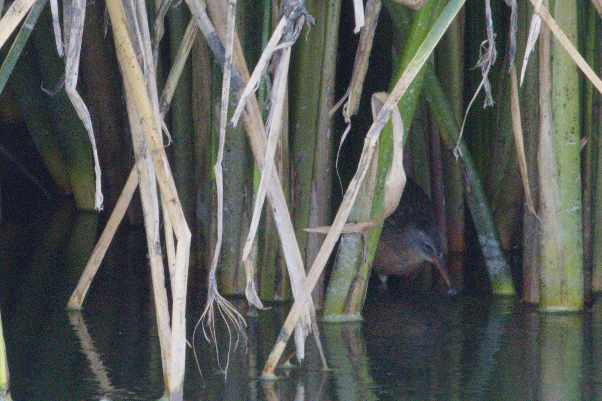 Virginia Rail - ML645975964