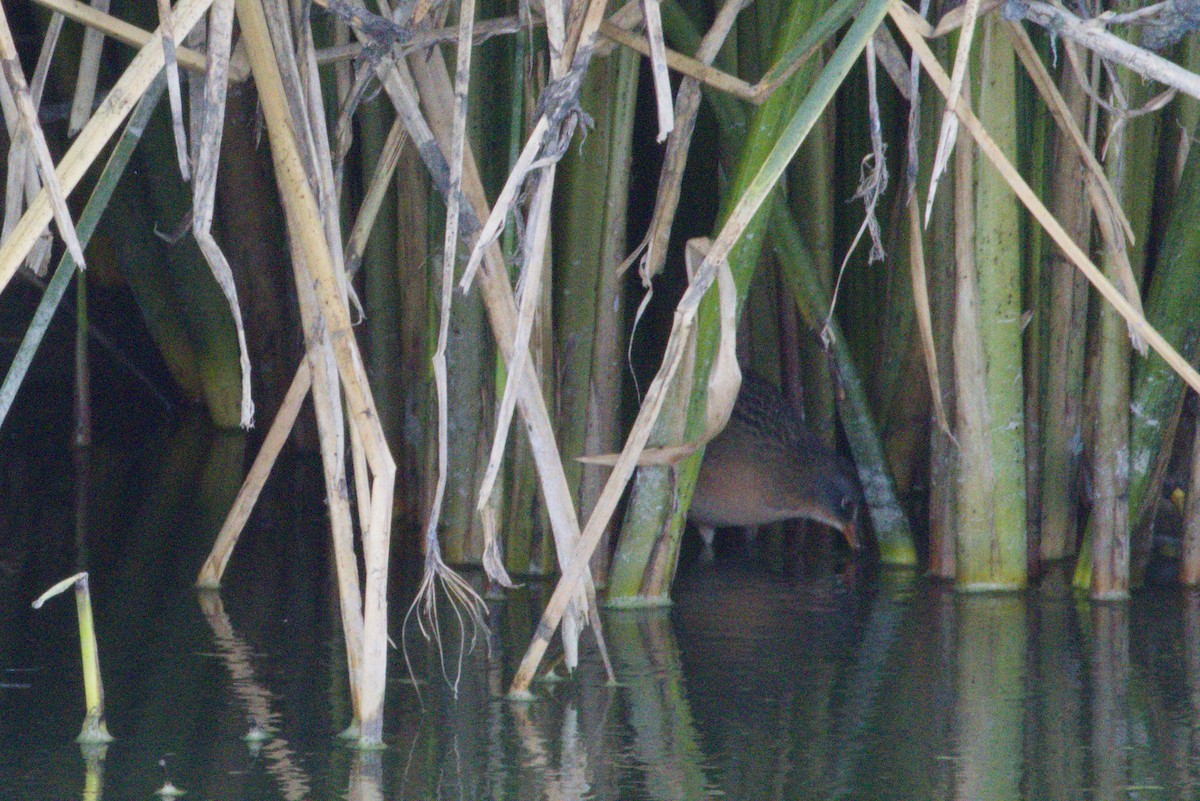 Virginia Rail - ML645975965