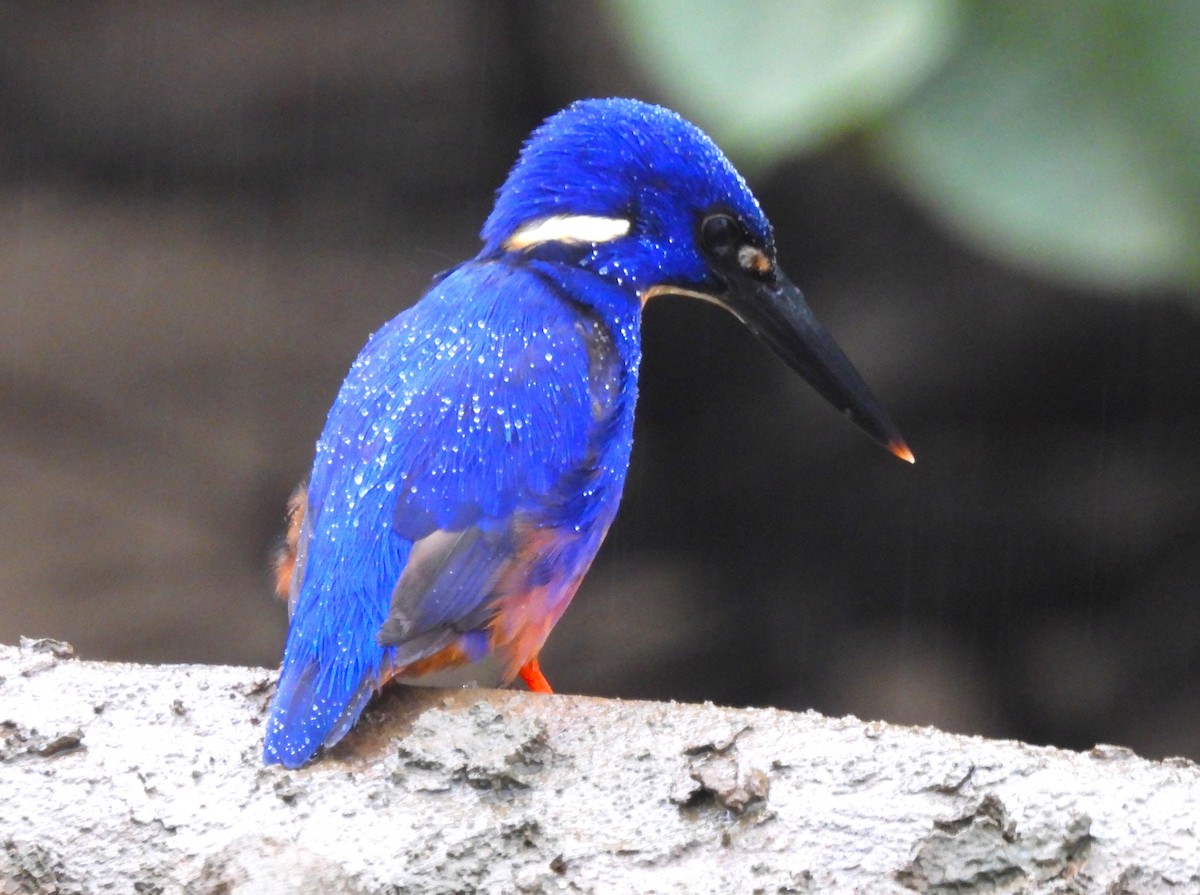 Azure Kingfisher - ML645975966