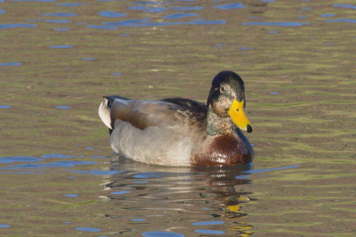 Yeşilbaş x Meksika Ördeği - ML645975972