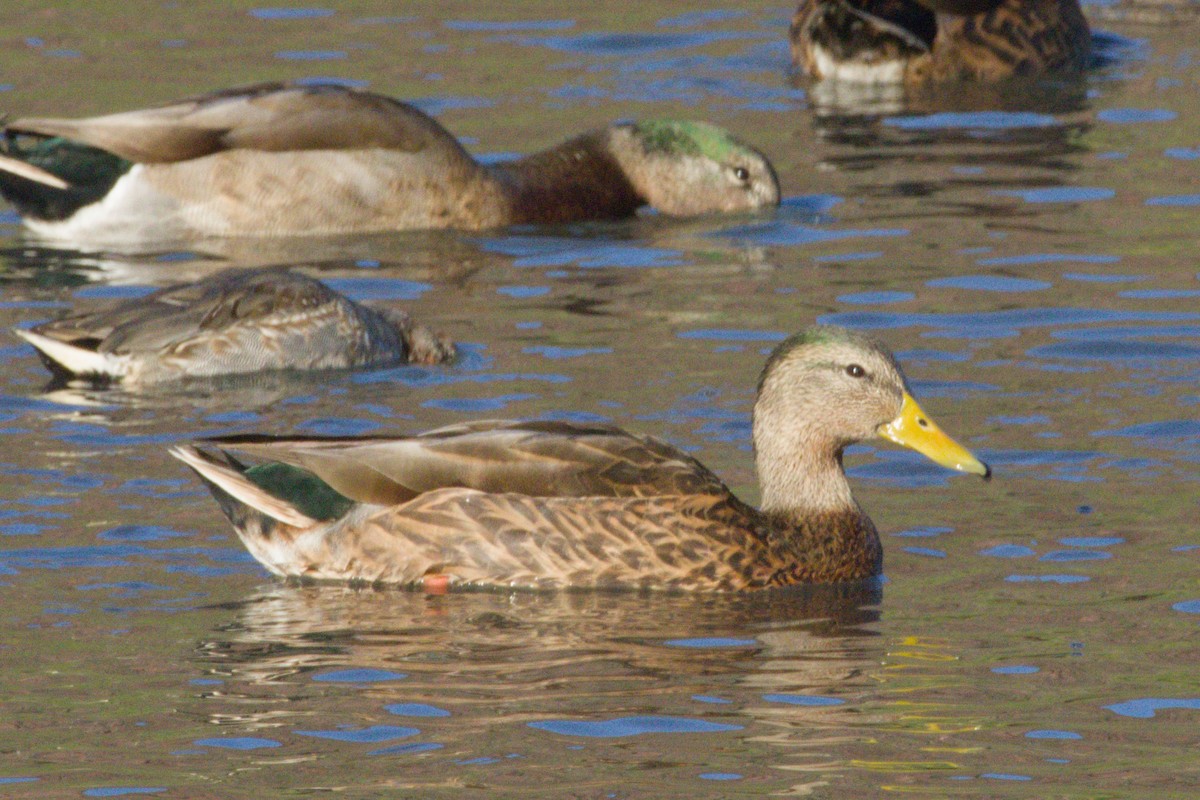 Yeşilbaş x Meksika Ördeği - ML645975973