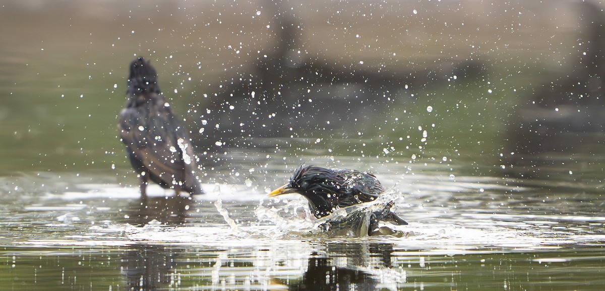 Sığırcık - ML645975974