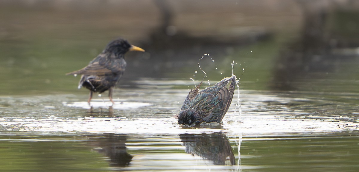 Sığırcık - ML645975975