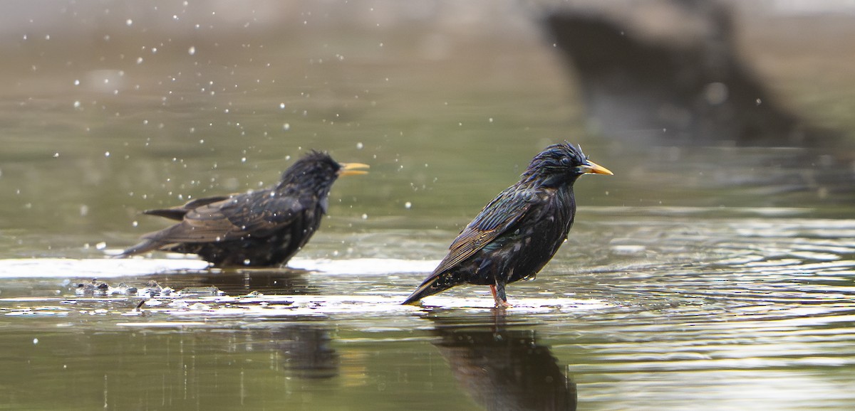 Sığırcık - ML645975976