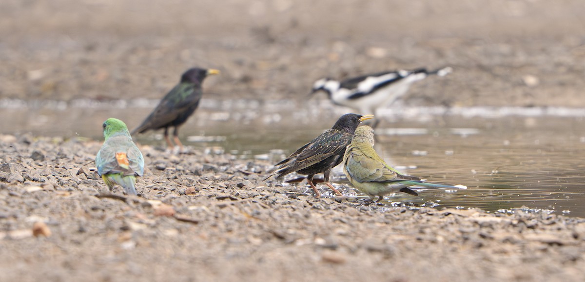 Sığırcık - ML645975977