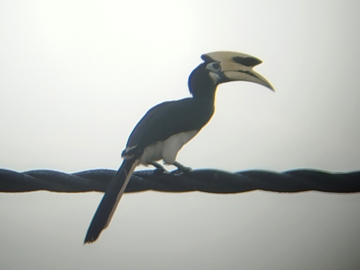 Doğu Alaca Boynuzgagası - ML645975978