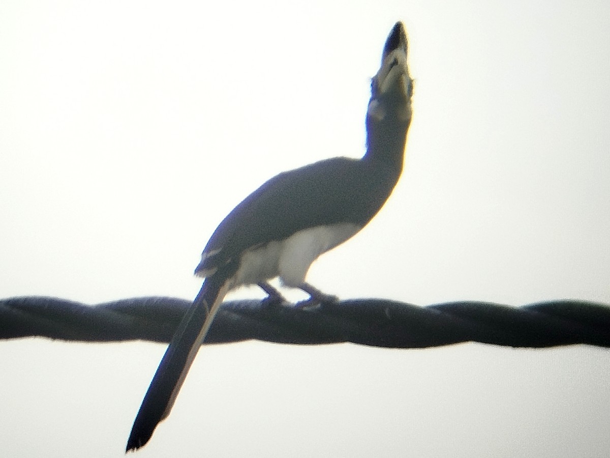 Doğu Alaca Boynuzgagası - ML645975979