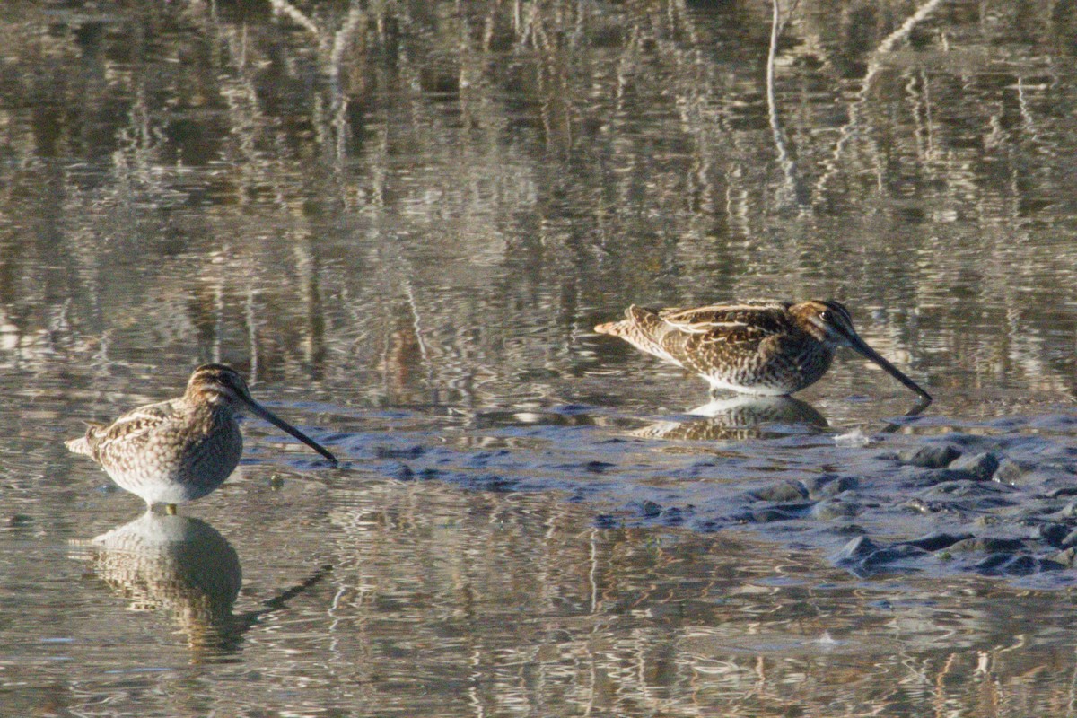 Wilson Suçulluğu - ML645975980