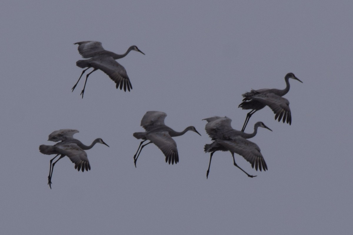 Sandhill Crane - ML645975981