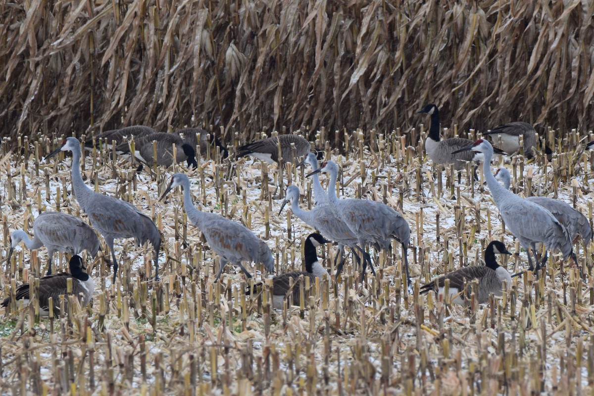 Sandhill Crane - ML645975982