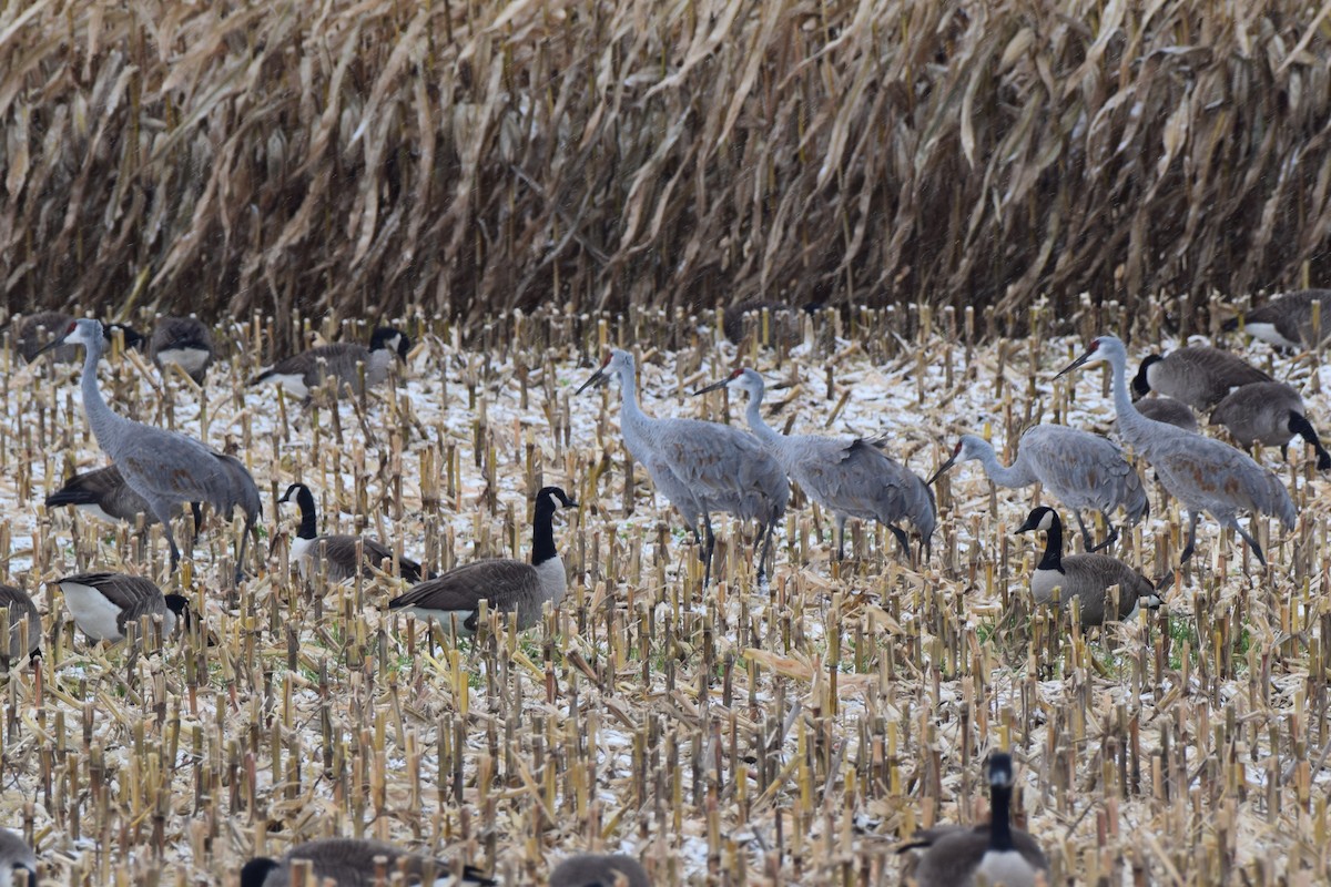 Sandhill Crane - ML645975983