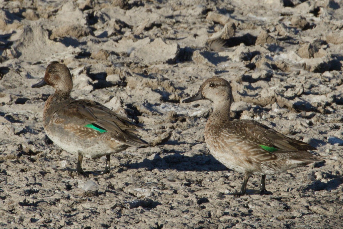 Çamurcun - ML645975984