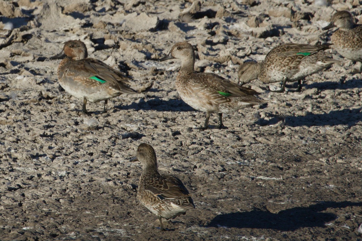 Çamurcun - ML645975985