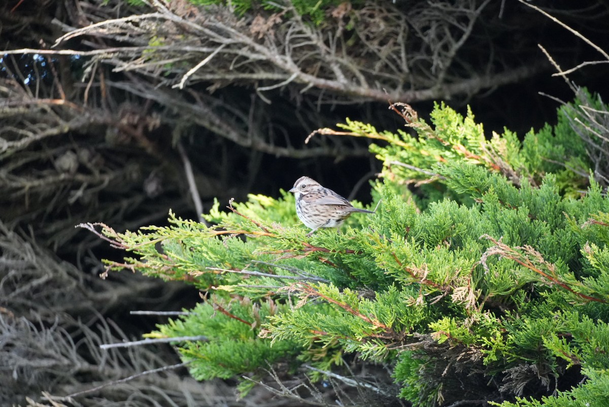 Ötücü Serçe - ML645975988