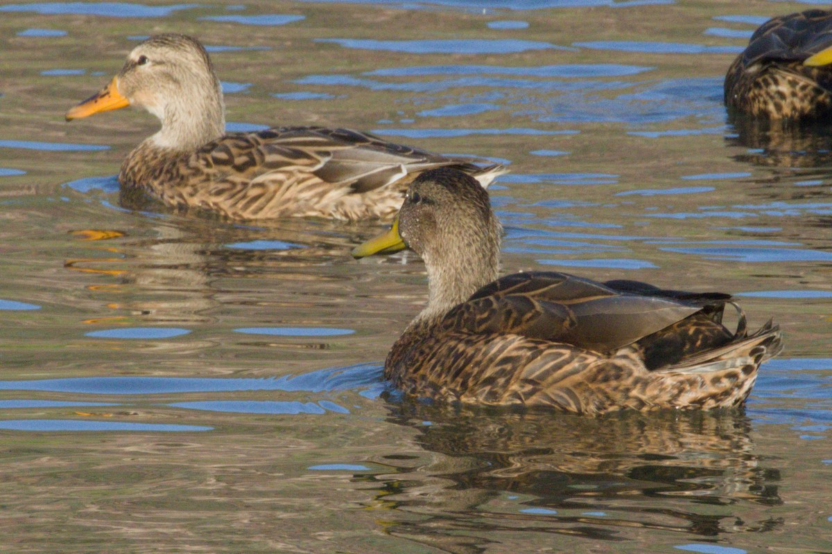 Yeşilbaş/Meksika Ördeği - ML645975990