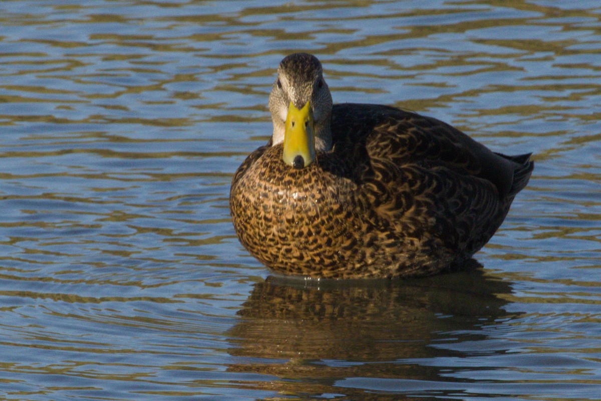 Yeşilbaş/Meksika Ördeği - ML645975991