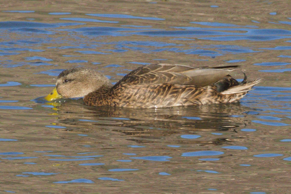 Yeşilbaş/Meksika Ördeği - ML645975992