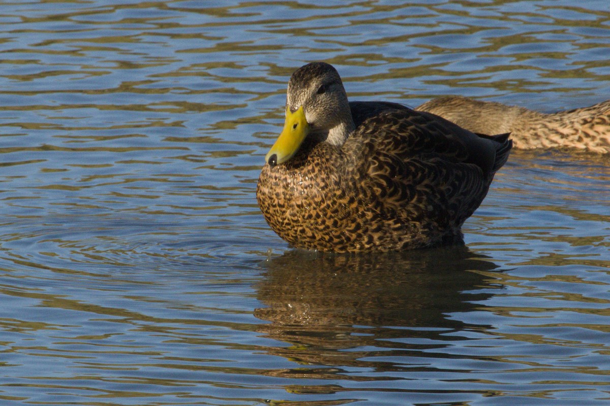 Yeşilbaş/Meksika Ördeği - ML645975993