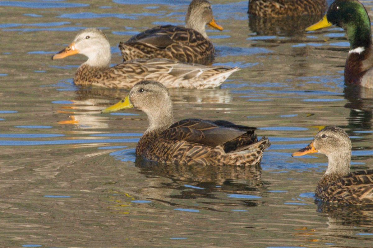 Yeşilbaş/Meksika Ördeği - ML645975994