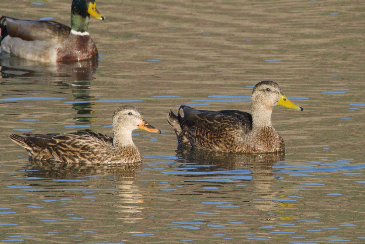 Yeşilbaş/Meksika Ördeği - ML645975995