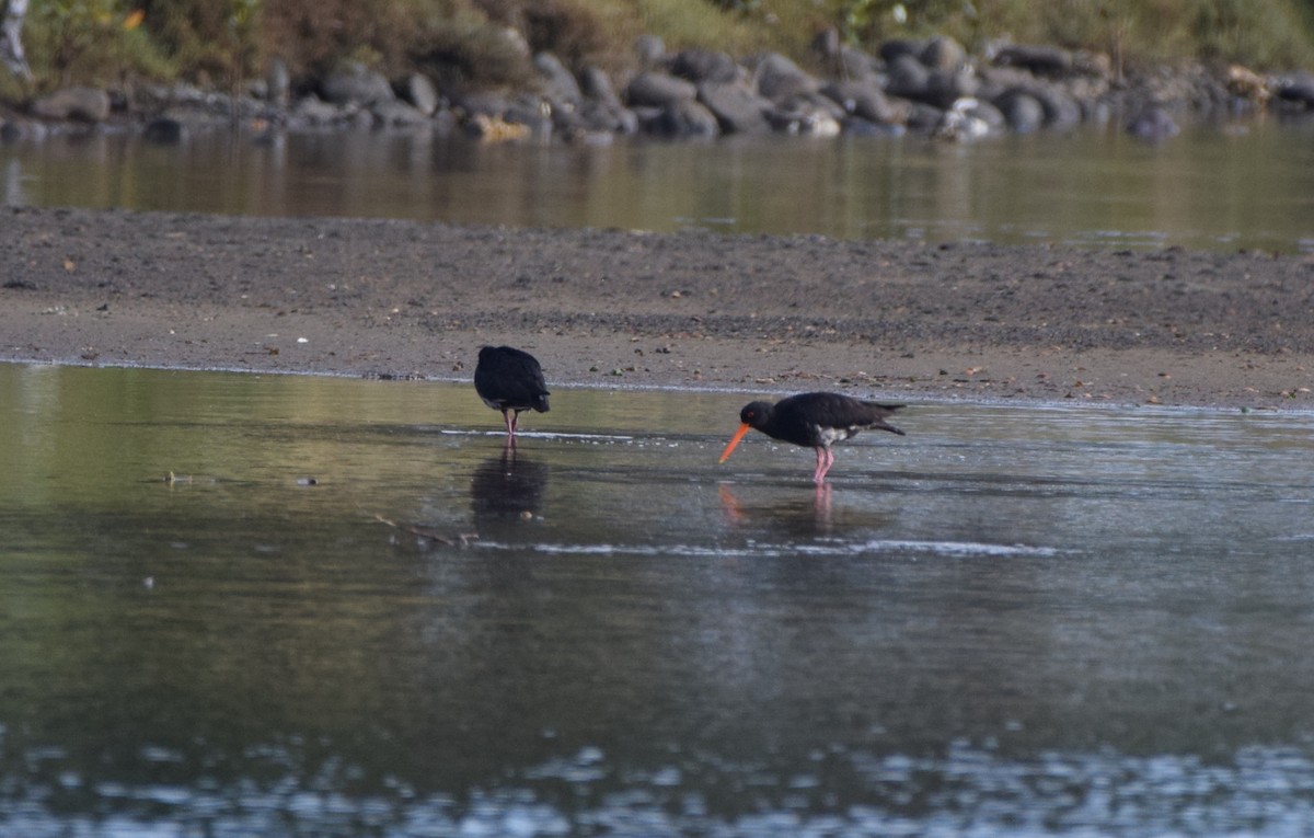 Yeni Zelanda Kara Poyrazkuşu - ML645976001
