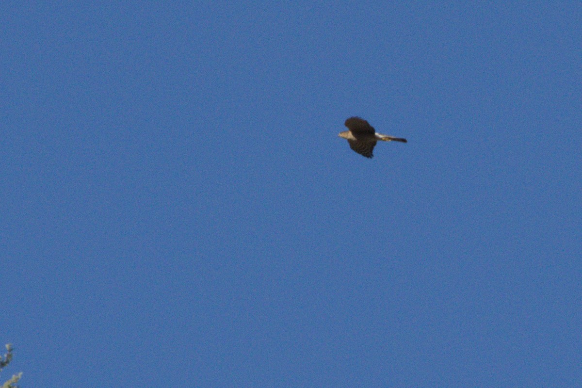 Amerika Atmacası - ML645976003