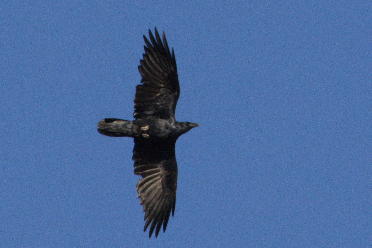 Kuzgun - ML645976013