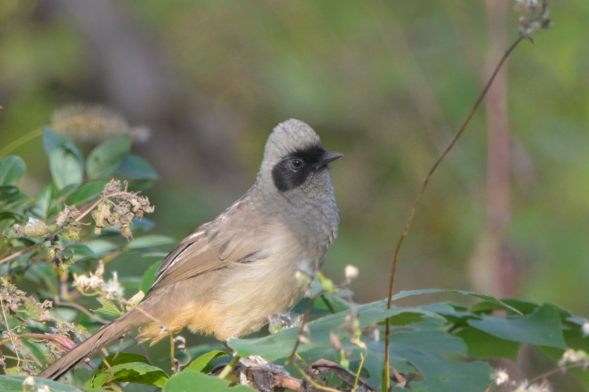 Masked Laughingthrush - ML645976022