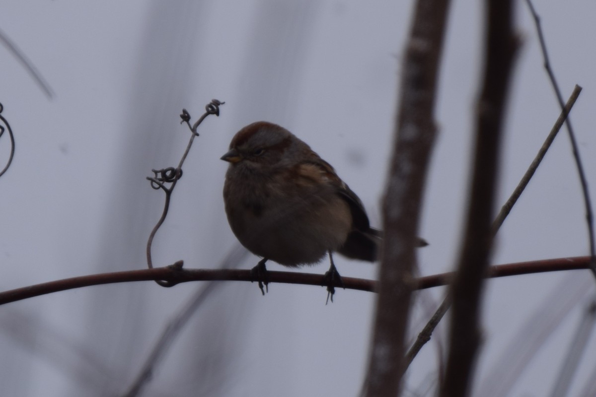 Пасовник північний - ML645976024
