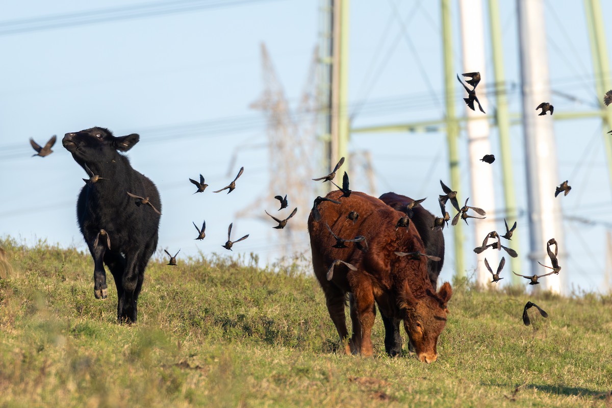 Brown-headed Cowbird - ML645976029