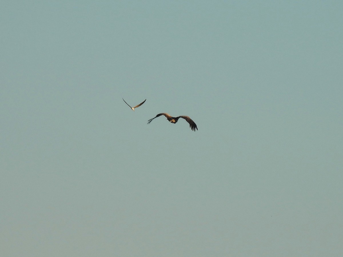 Ak Sırtlı Akbaba - ML645976030