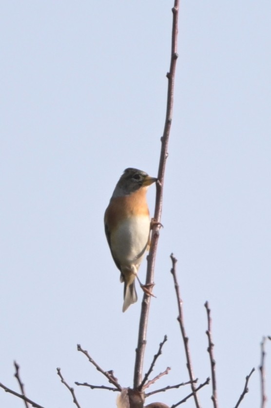 Brambling - ML645976037