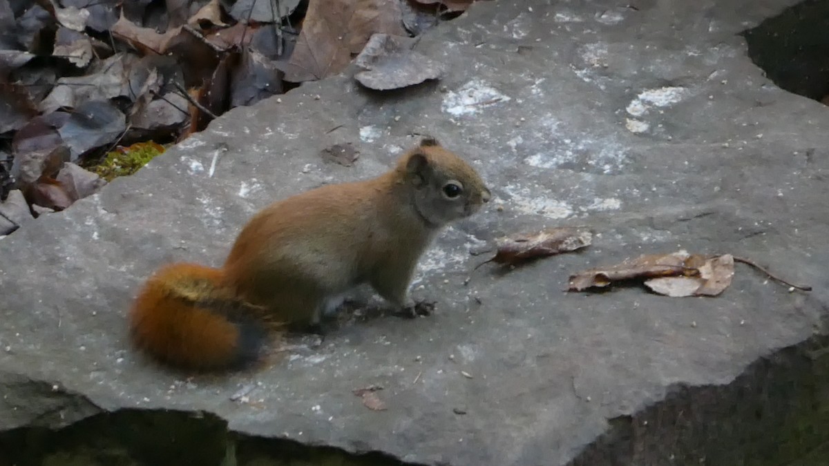 American Red Squirrel - ML645976038