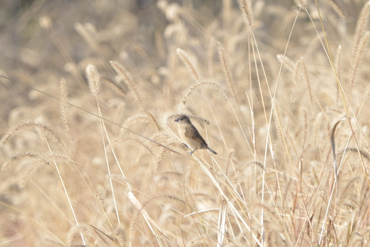 Scaly-breasted Munia - ML645976039