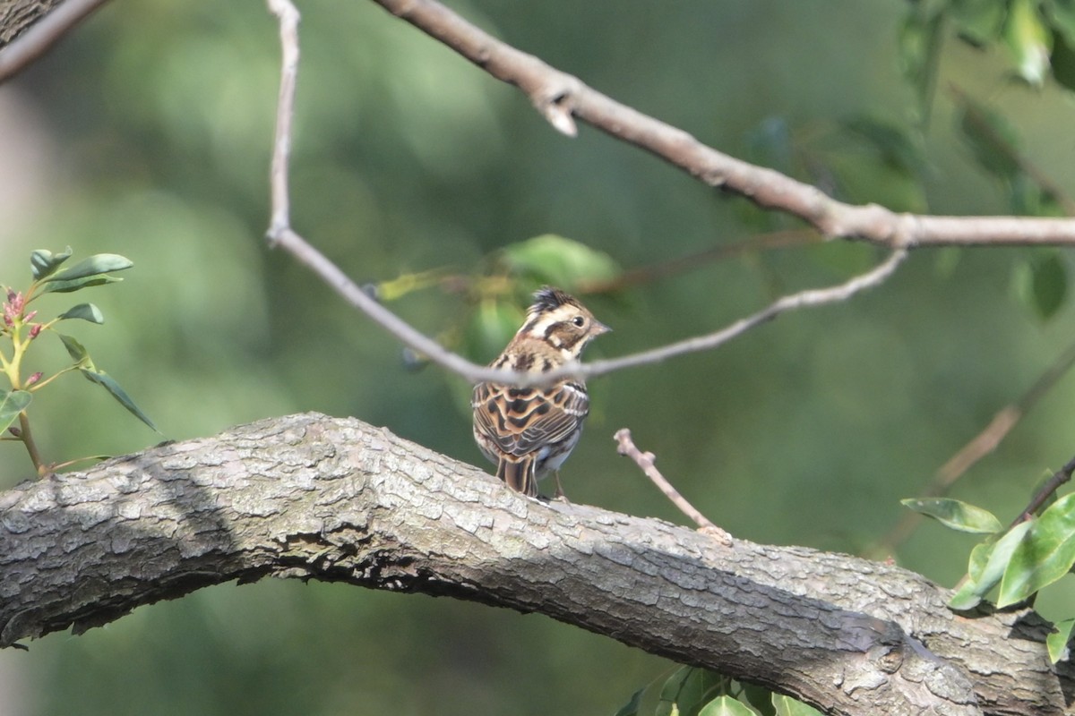 Rustic Bunting - ML645976043