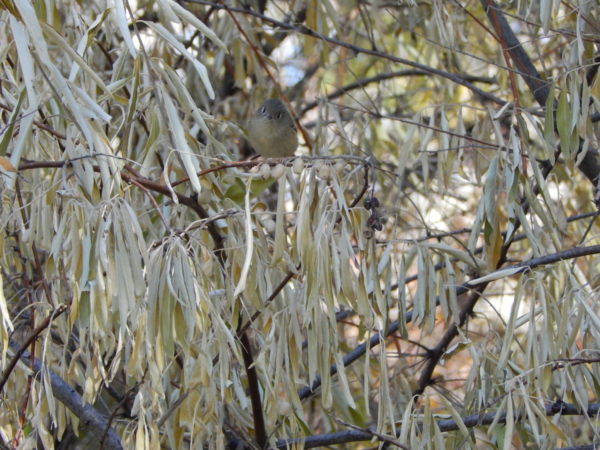 Ruby-crowned Kinglet - ML645976044