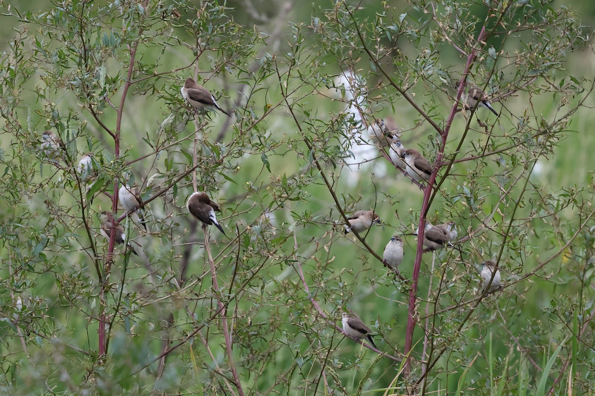 Сріблодзьоб індійський - ML645976051