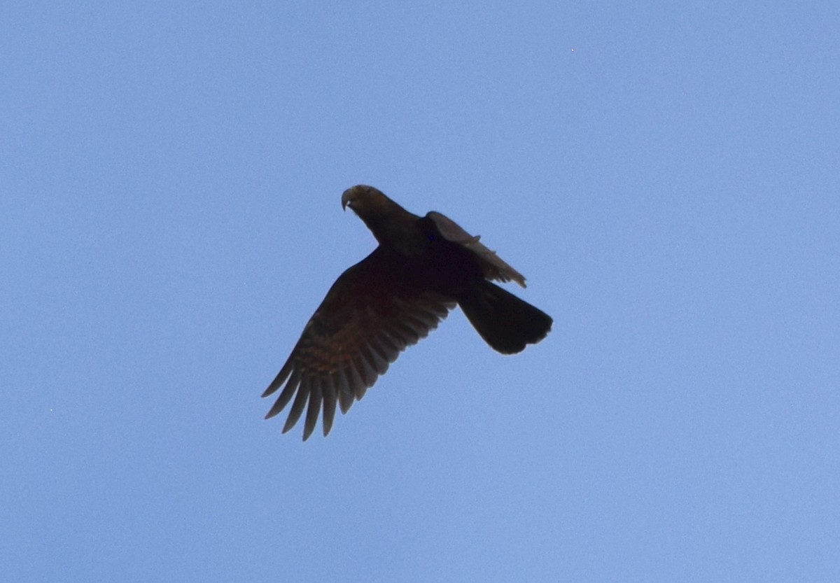 Нестор білоголовий - ML645976052