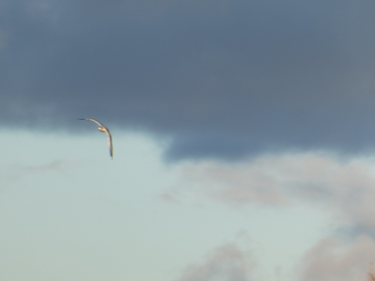 Ring-billed Gull - ML645976054