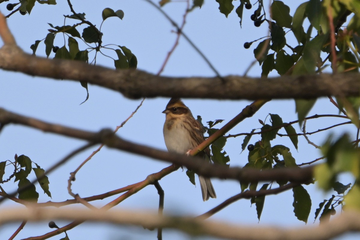 Вівсянка жовтогорла - ML645976055