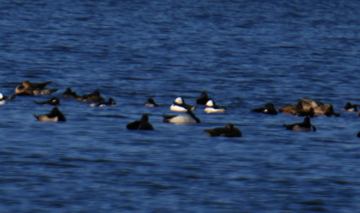 Гоголь малий - ML645976056